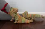 3D Knit Crocodile Socks - Image 5